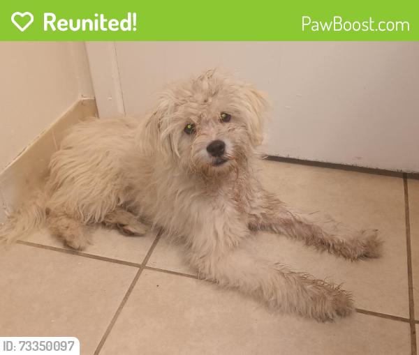 Reunited Male Dog last seen Sunset Blvd, Hayward, CA 94541, USA, Hayward, CA 94541