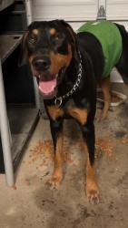 Reunited Male Dog last seen W. 17th st. near Charlies Tavern, Pueblo, CO 81003