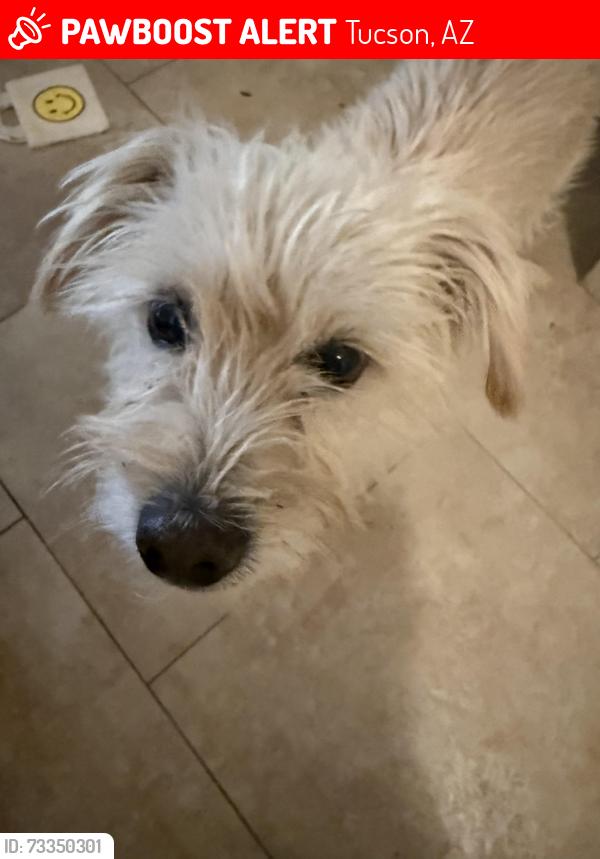 Lost Male Dog last seen Oak tree and Maplewood, Tucson, AZ 85746