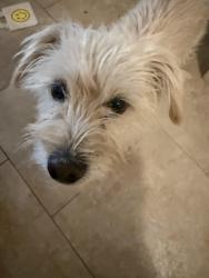 Lost Male Dog last seen Oak tree and Maplewood, Tucson, AZ 85746