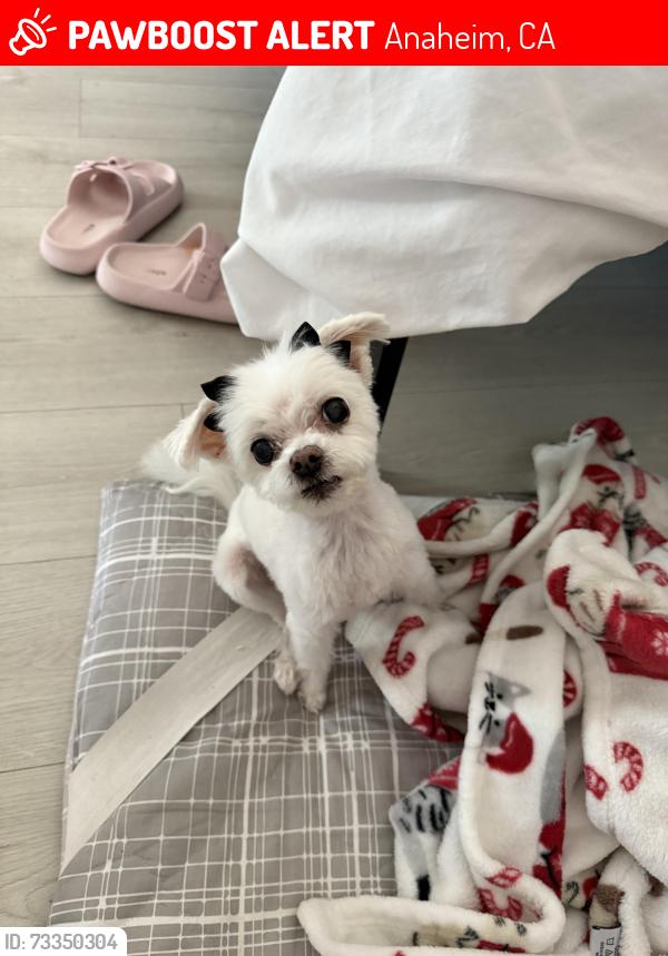 Lost Female Dog last seen Inside Rio vista mobile home park, Anaheim, CA 92806