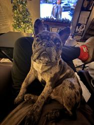 Reunited Male Dog last seen UBP Burger, New Braunfels, TX 78130