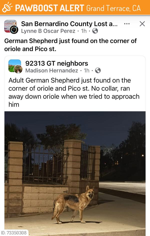 Found/Stray Unknown Dog last seen Pico & Oriole , the Catholic Church area, Grand Terrace, CA 92313