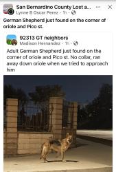 Found/Stray Unknown Dog last seen Pico & Oriole , the Catholic Church area, Grand Terrace, CA 92313