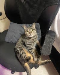 Lost Female Cat last seen Near south martin ave, Laredo, TX 78046