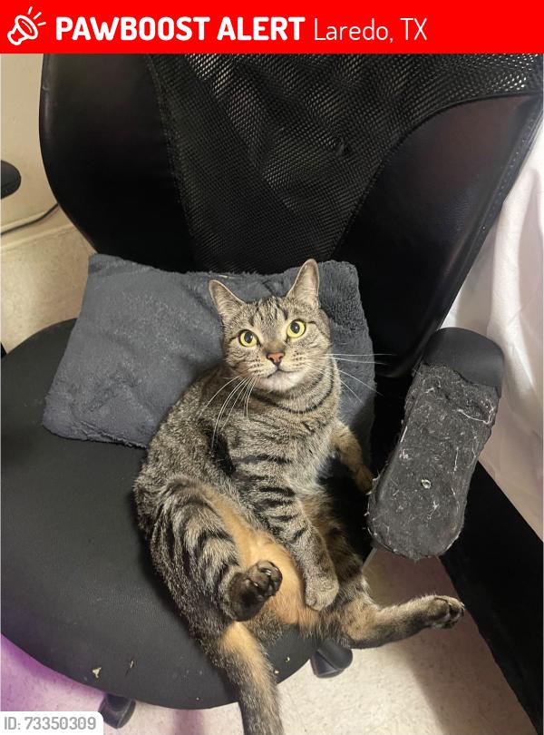 Lost Female Cat last seen Near south martin ave, Laredo, TX 78046