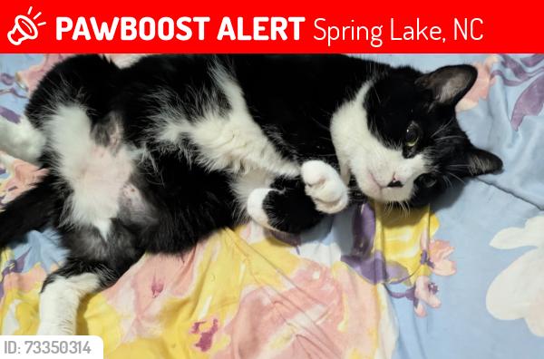 Lost Female Cat last seen Near Duncan Rd Spring Lake NC 28390, Spring Lake, NC 28390