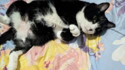 Lost Female Cat last seen Near Duncan Rd Spring Lake NC 28390, Spring Lake, NC 28390