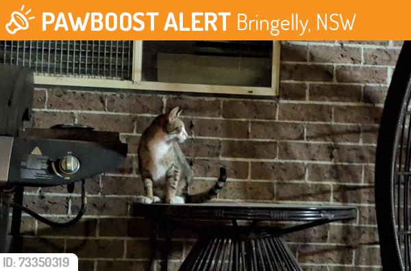 Found/Stray Unknown Cat last seen Near Carr Road Bringelly, Bringelly, NSW 2556