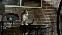 Found/Stray Unknown Cat last seen Near Carr Road Bringelly, Bringelly, NSW 2556