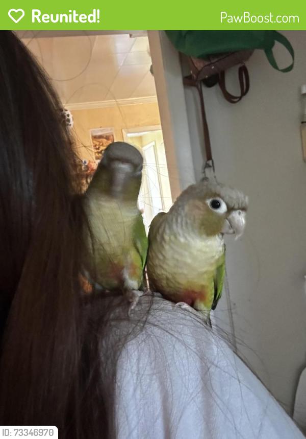 Reunited Male Bird last seen S platten st, Green Bay, WI 54303