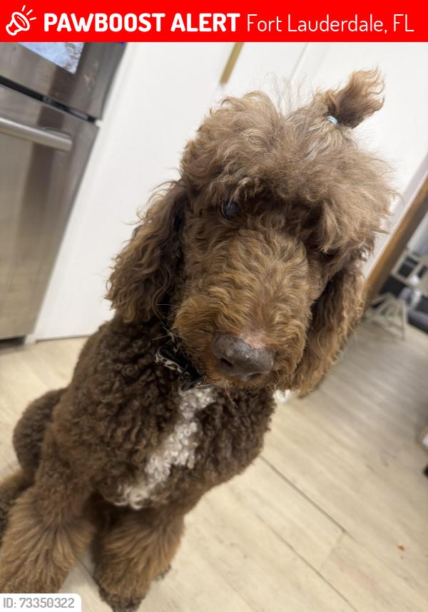 Lost Male Dog last seen Federal highway, Fort Lauderdale, FL 33304