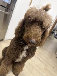 Lost Male Dog last seen Federal highway, Fort Lauderdale, FL 33304