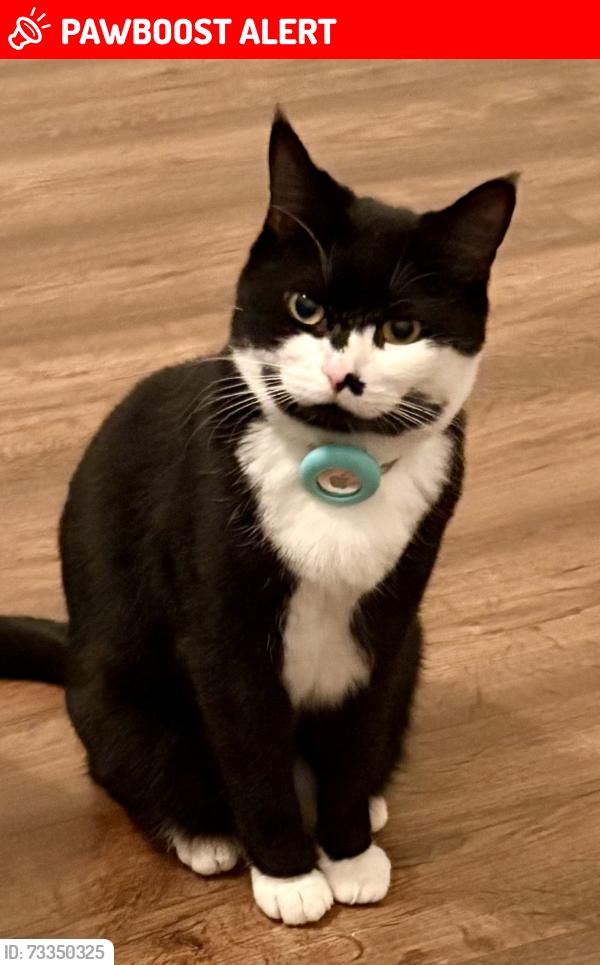 Lost Male Cat last seen Mill Street & Fern Crescent, Maple Ridge, BC V4R 0G8