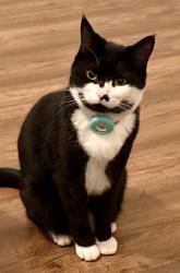 Lost Male Cat last seen Mill Street & Fern Crescent, Maple Ridge, BC V4R 0G8