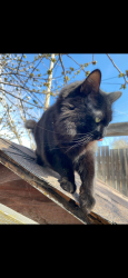 Lost Male Cat last seen Holiday on 7500 S and State Street in Midvale, Midvale, UT 84047