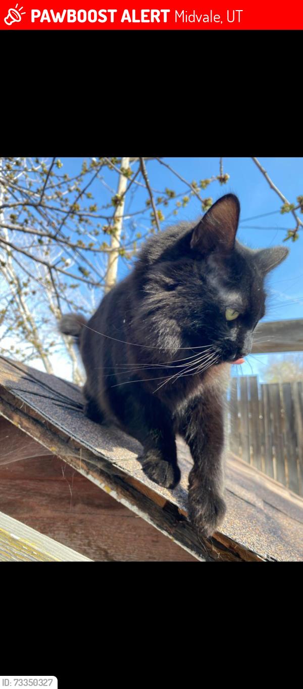 Lost Male Cat last seen Holiday on 7500 S and State Street in Midvale, Midvale, UT 84047