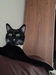 Lost Male Cat last seen Near ne Halsey/195, Portland, OR 97230