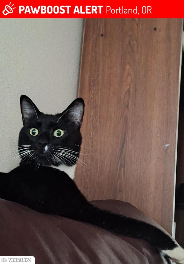Lost Male Cat last seen Near ne Halsey/195, Portland, OR 97230