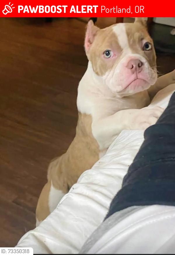 Lost Female Dog last seen SE 92nd & Foster Blvd, Portland, OR 97266