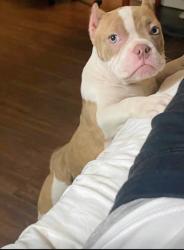 Lost Female Dog last seen SE 92nd & Foster Blvd, Portland, OR 97266