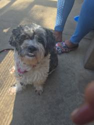 Lost Male Dog last seen Euclid Avenue and Imperial Avenue, San Diego, CA 92102