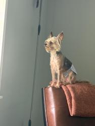 Reunited Male Dog last seen 20th st, Sanford, FL 32771