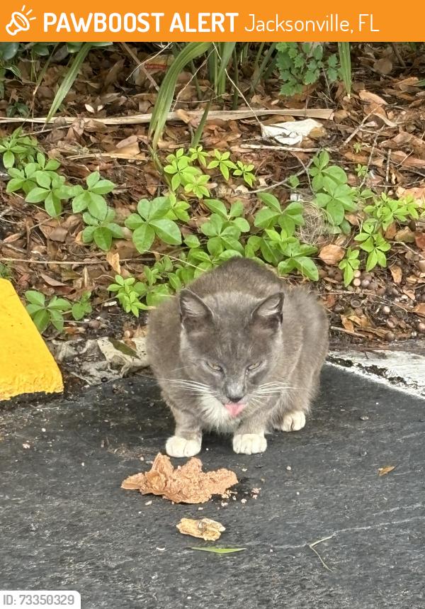 Found/Stray Unknown Cat last seen Blanding market strip, Jacksonville, FL 32244
