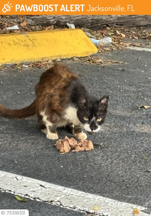 Found/Stray Unknown Cat last seen Blanding market strip, Jacksonville, FL 32244