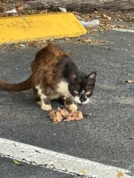 Found/Stray Unknown Cat last seen Blanding market strip, Jacksonville, FL 32244