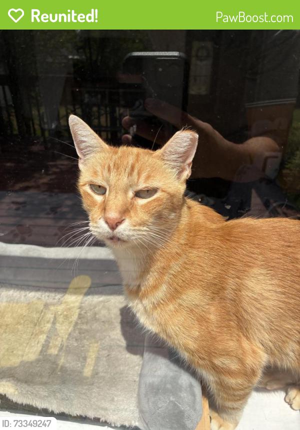 Reunited Male Cat last seen Honeysuckle Ln and Crossvine Way, Bohls Place neighborhood, Pflugerville, TX 78660