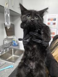 Shelter Stray Male Cat last seen Near E Parkway, Gatlinburg, TN, 1008 Old Knoxville Hwy, Sevierville, TN 37862, USA