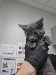 Shelter Stray Male Cat last seen Near E Parkway, Gatlinburg, TN, 1008 Old Knoxville Hwy, Sevierville, TN 37862, USA