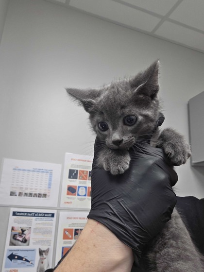 Shelter Stray Male Cat last seen Near E Parkway, Gatlinburg, TN, 1008 Old Knoxville Hwy, Sevierville, TN 37862, USA