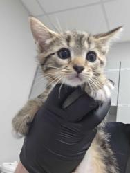 Shelter Stray Female Cat last seen Near E Parkway, Gatlinburg, TN, 1008 Old Knoxville Hwy, Sevierville, TN 37862, USA