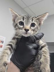 Shelter Stray Male Cat last seen Near E Parkway, Gatlinburg, TN, 1008 Old Knoxville Hwy, Sevierville, TN 37862, USA