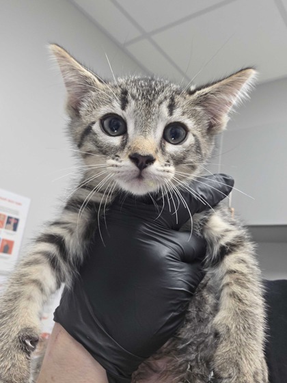 Shelter Stray Male Cat last seen Near E Parkway, Gatlinburg, TN, 1008 Old Knoxville Hwy, Sevierville, TN 37862, USA