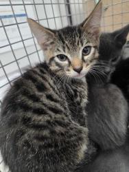 Shelter Stray Male Cat last seen Near E Parkway, Gatlinburg, TN, 1008 Old Knoxville Hwy, Sevierville, TN 37862, USA