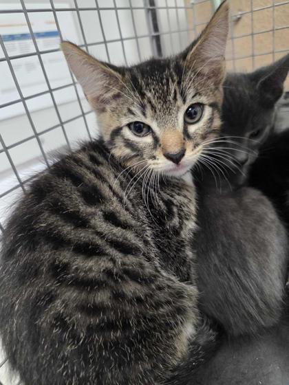 Shelter Stray Male Cat last seen Near E Parkway, Gatlinburg, TN, 1008 Old Knoxville Hwy, Sevierville, TN 37862, USA
