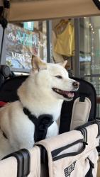 Reunited Female Dog last seen Gail drive, Lathrop, CA 95330