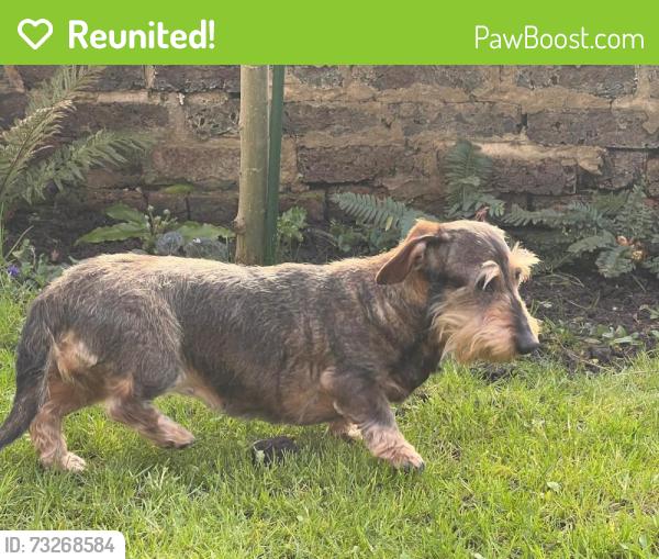 Reunited Female Dog last seen Old manor close and manor rd bexhill, Bexhill, England TN40 1SL