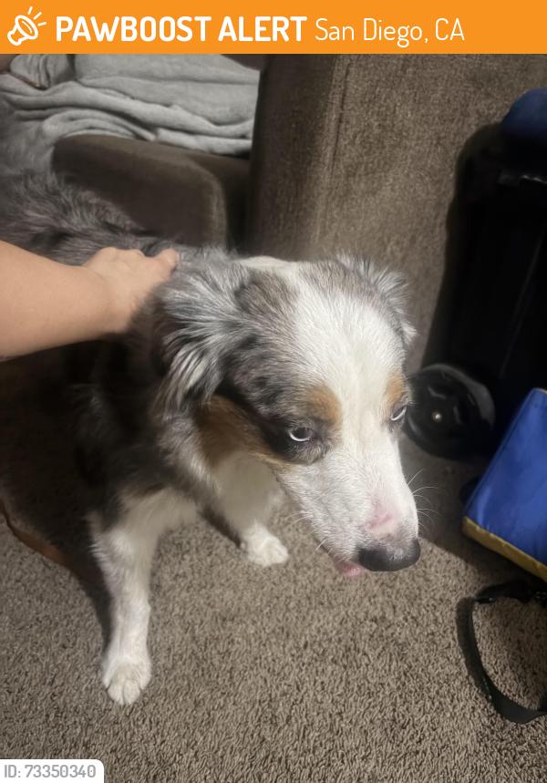 Found/Stray Female Dog last seen San Diego, San Diego, CA 92173