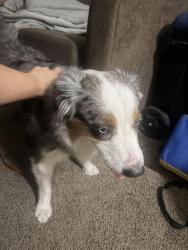 Found/Stray Female Dog last seen San Diego, San Diego, CA 92173