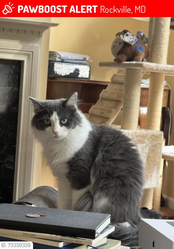 Lost Female Cat last seen Oak Knoll Terrace, Peonies Terrace, Rockville, MD 20850
