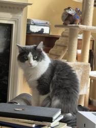 Lost Female Cat last seen Oak Knoll Terrace, Peonies Terrace, Rockville, MD 20850