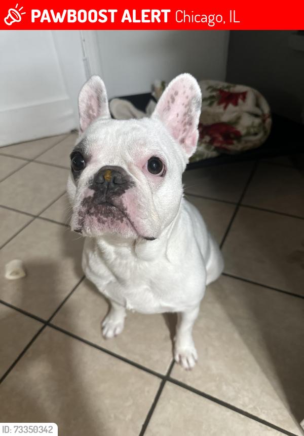 Lost Female Dog last seen Central in Addison, Chicago, IL 60641
