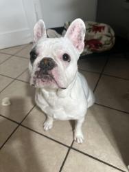 Lost Female Dog last seen Central in Addison, Chicago, IL 60641