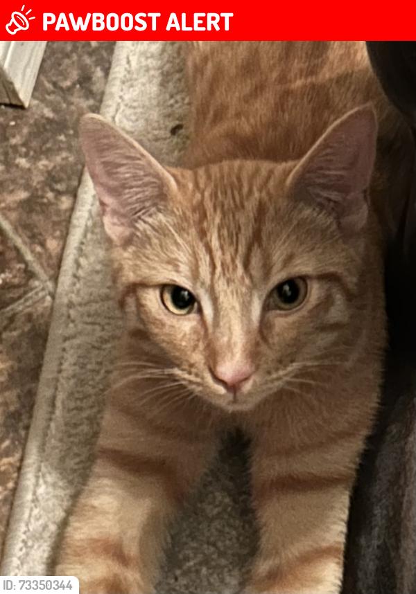 Lost Male Cat last seen Warner and goldenwest, Huntington Beach, CA 92647