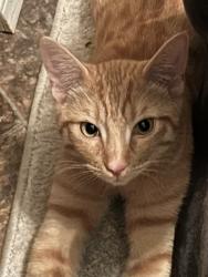 Lost Male Cat last seen Warner and goldenwest, Huntington Beach, CA 92647