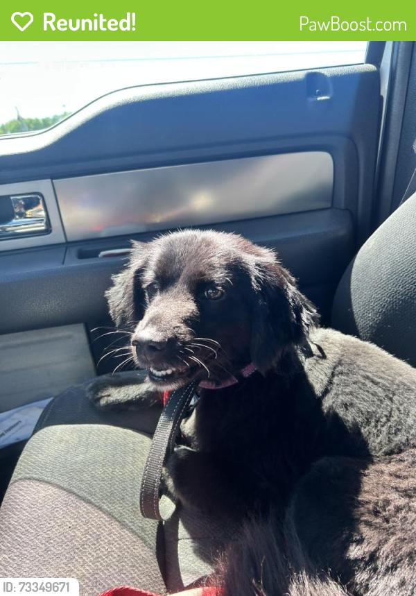 Reunited Female Dog last seen Highview ave and Selma Rd, Springfield, OH 45502